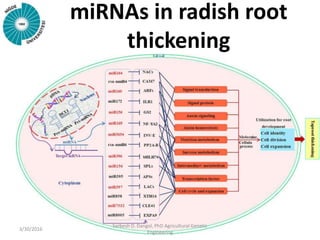 miRNAs in radish root
thickening
3/30/2016
Sarbesh D. Dangol, PhD Agricultural Genetic
Engineering
 
