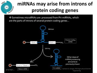 miRNAs may arise from introns of
protein coding genes
3/30/2016
Sarbesh D. Dangol, PhD Agricultural Genetic
Engineering
 