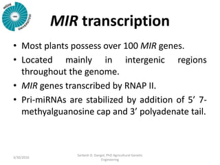 MIR transcription
• Most plants possess over 100 MIR genes.
• Located mainly in intergenic regions
throughout the genome.
• MIR genes transcribed by RNAP II.
• Pri-miRNAs are stabilized by addition of 5’ 7-
methyalguanosine cap and 3’ polyadenate tail.
3/30/2016
Sarbesh D. Dangol, PhD Agricultural Genetic
Engineering
 