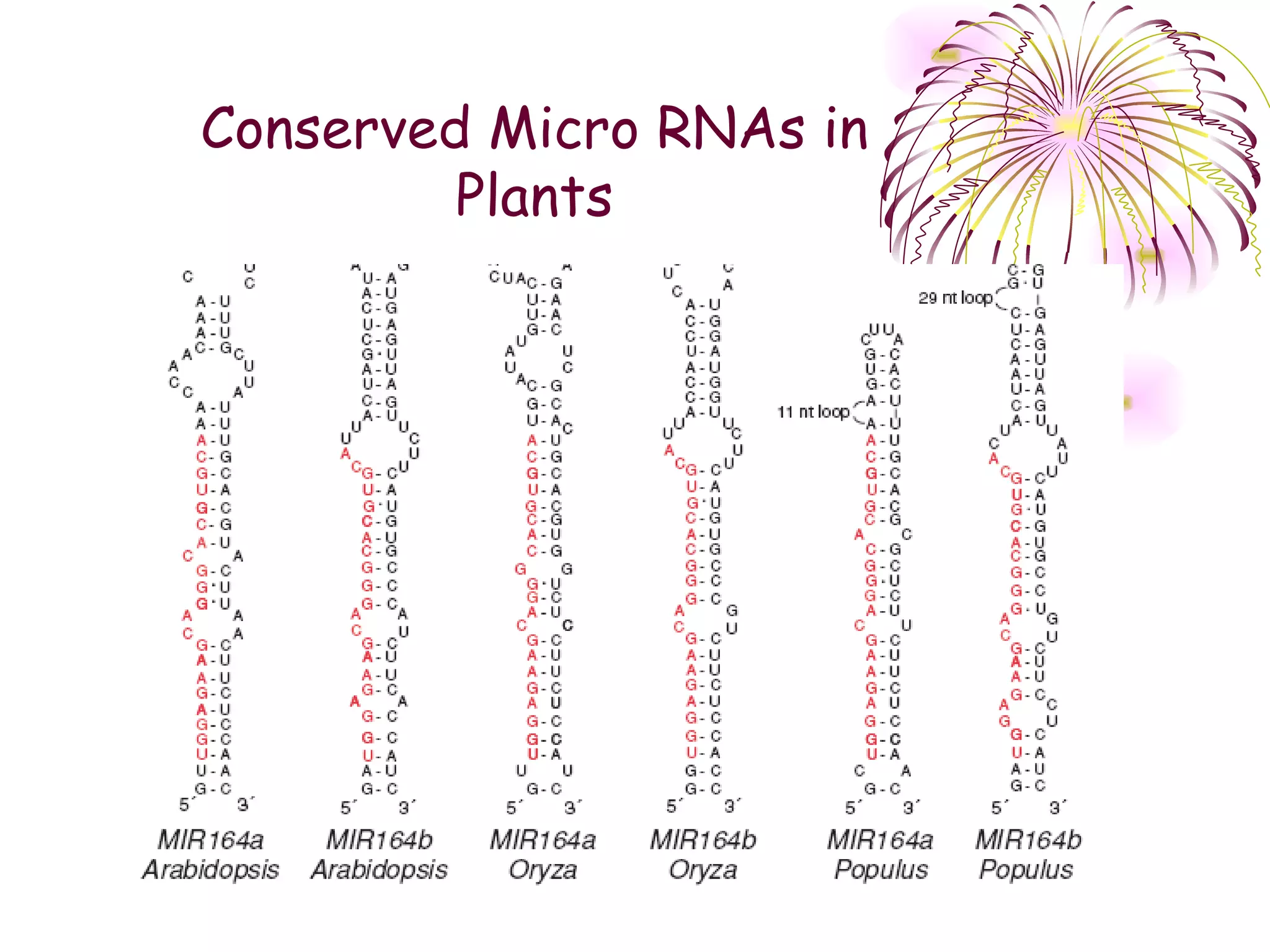 Conserved Micro RNAs in
         Plants
 