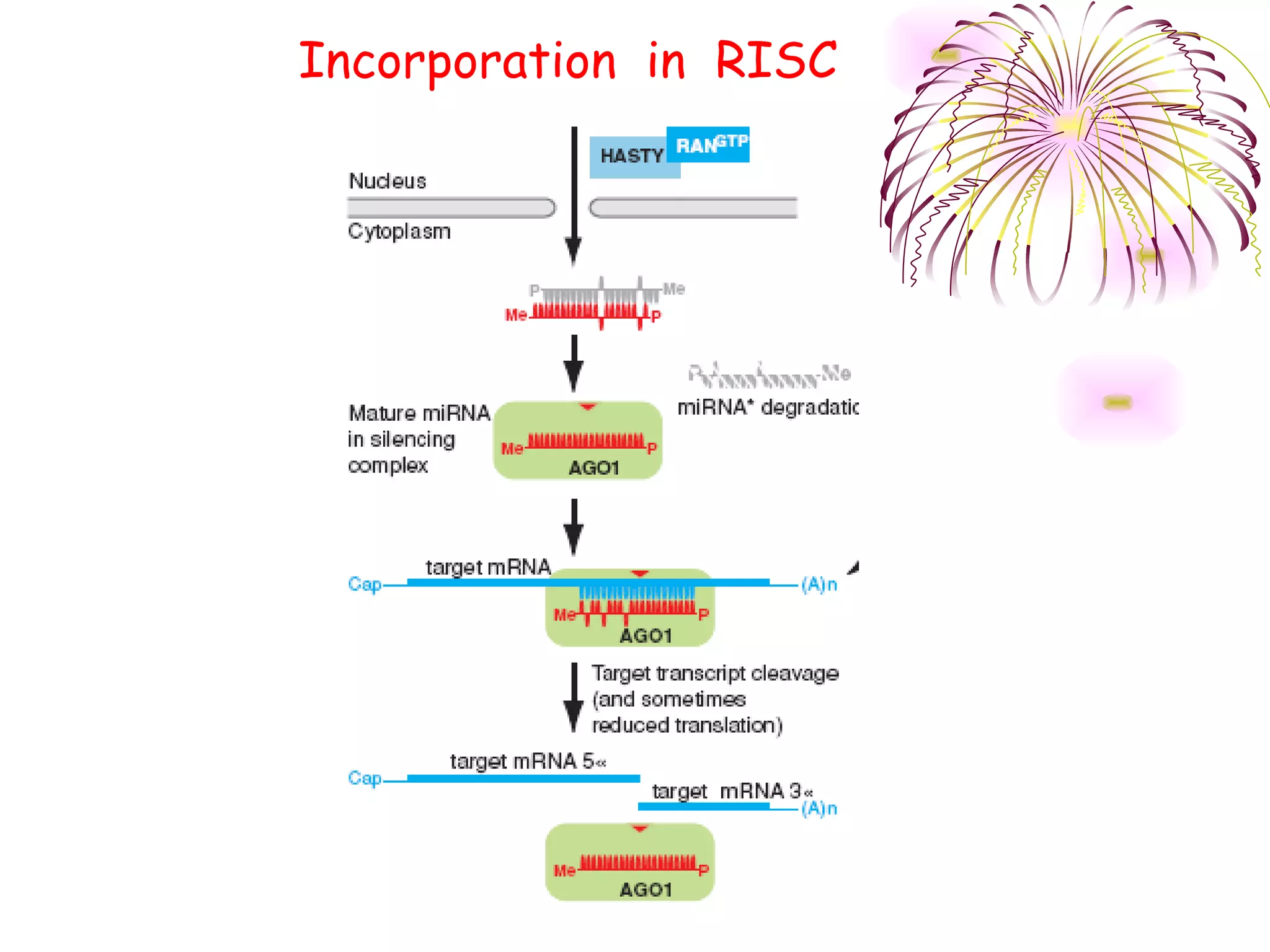 Incorporation in RISC
 