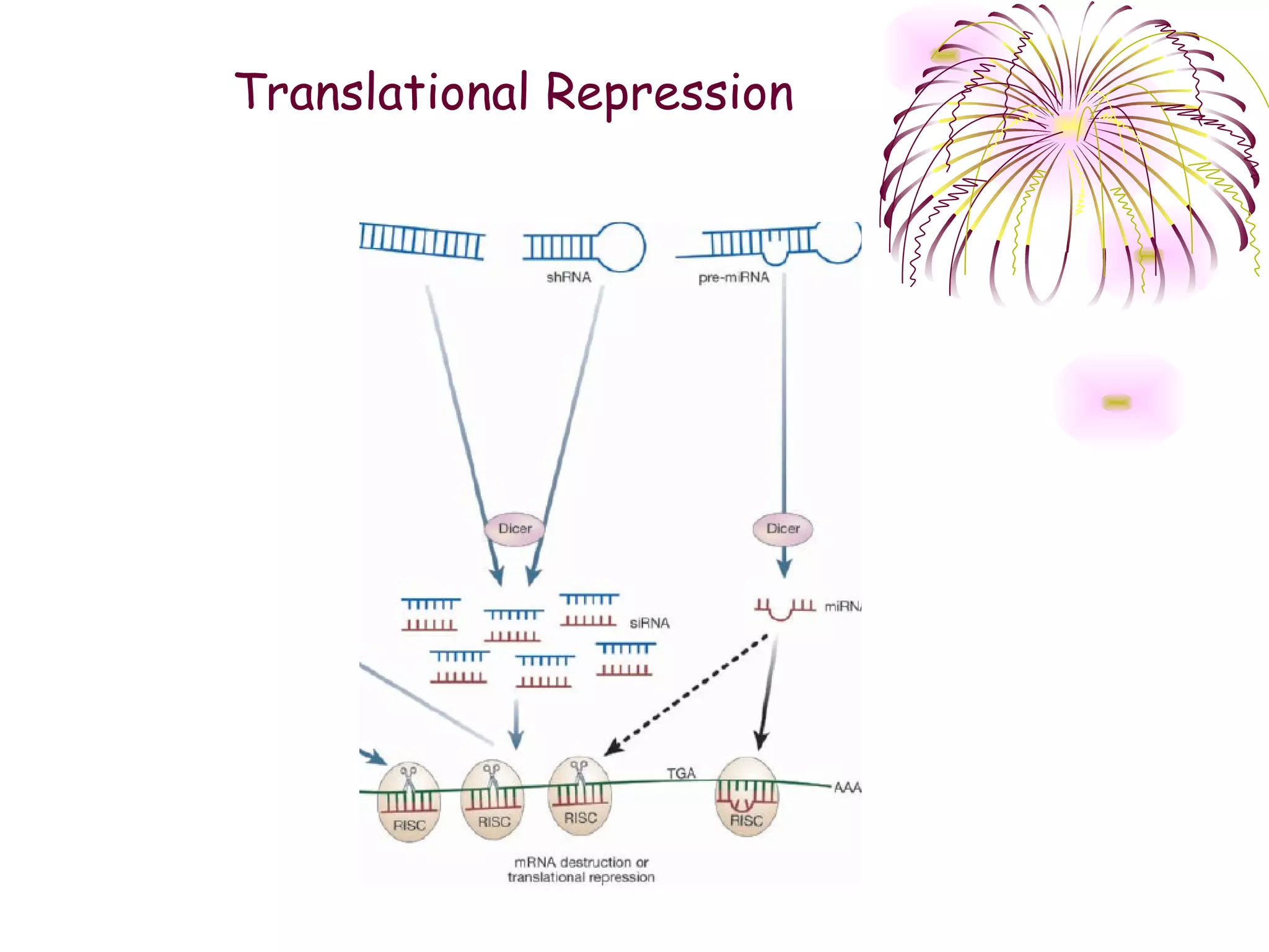Translational Repression
 