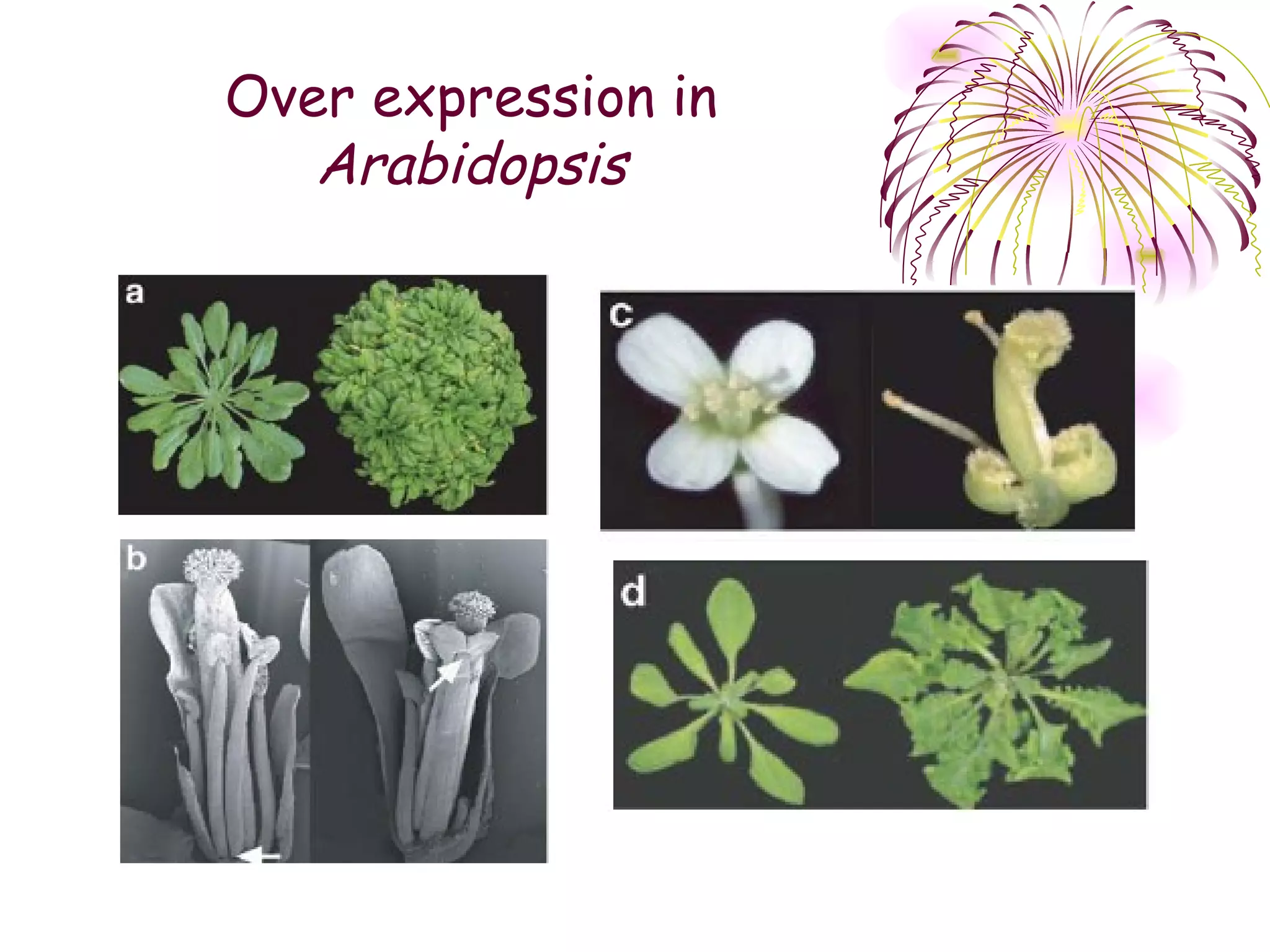 Over expression in
   Arabidopsis
 