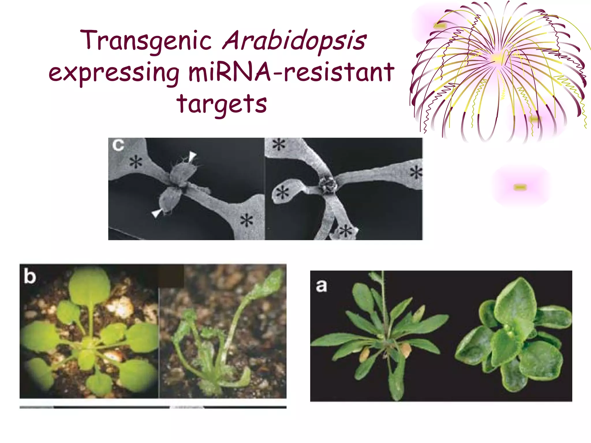 Transgenic Arabidopsis
expressing miRNA-resistant
          targets
 