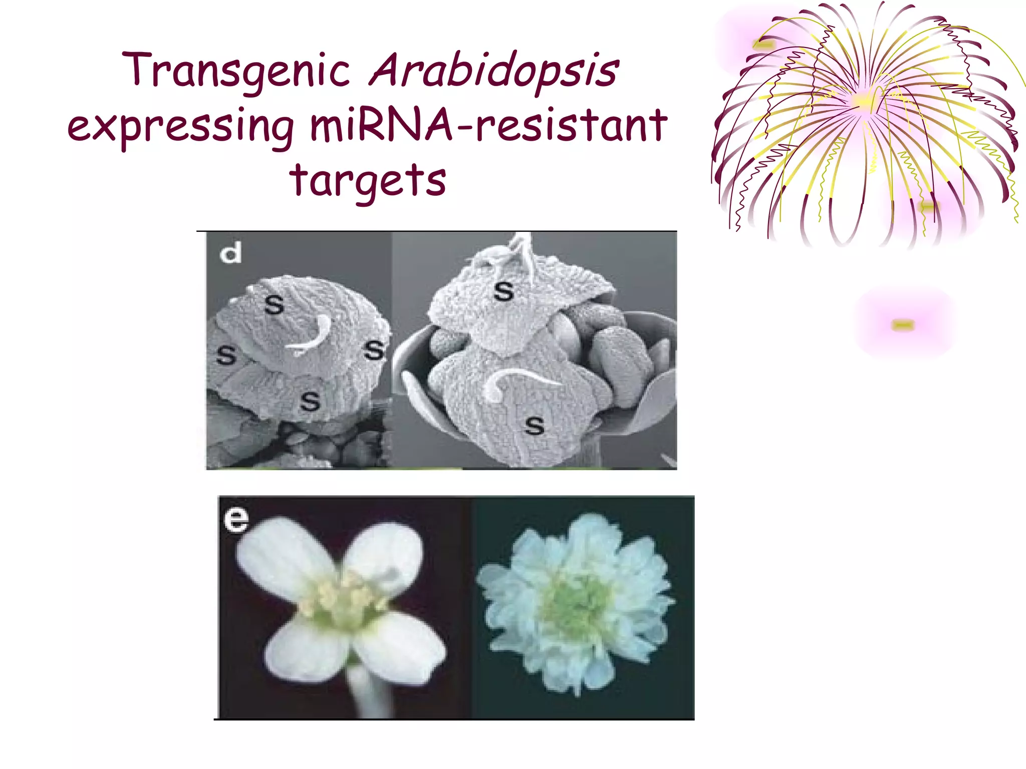 Transgenic Arabidopsis
expressing miRNA-resistant
          targets
 