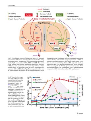 MicroRNAs in the hypothalamic control of energy homeostasis.pdf