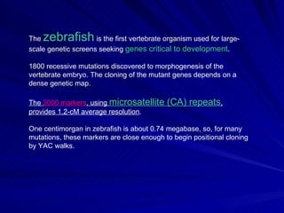 The zebrafish        is the first vertebrate organism used for large-
scale genetic screens seeking genes critical to development.

1800 recessive mutations discovered to morphogenesis of the
vertebrate embryo. The cloning of the mutant genes depends on a
dense genetic map.

The 2000 markers, using microsatellite       (CA) repeats,
provides 1.2-cM average resolution.

One centimorgan in zebrafish is about 0.74 megabase, so, for many
mutations, these markers are close enough to begin positional cloning
by YAC walks.
 