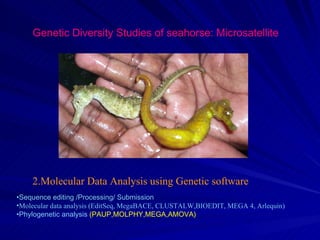 Genetic Diversity Studies of seahorse: Microsatellite




    2.Molecular Data Analysis using Genetic software
•Sequence editing /Processing/ Submission
•Molecular data analysis (EditSeq, MegaBACE, CLUSTALW,BIOEDIT, MEGA 4, Arlequin)
•Phylogenetic analysis (PAUP,MOLPHY,MEGA,AMOVA)
 