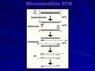 Microsatellite PCR
 