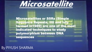 Microsatellite
By PIYUSH SHARMA
Microsatellites or SSRs (Simple
Sequence Repeats, litt and luty
termed in1989) are one of the most
indicated techniques to study
polymorphism between DNA
sequences
 