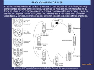 El fraccionamiento celular es una técnica utilizada para separar los distintos orgánulos y
componentes celulares para su estudio. La técnica se inicia con la homogeneización. El
tejido se tritura en un homogeneizador de manera que las células se rompen y liberan su
contenido. Luego se filtra el homogeneizado y se somete a centrifugación a diferentes
velocidades y tiempos, de manera que se obtienen fracciones de los distintos orgánulos.
Esquemadel Proceso de Fraccionamiento Celular (Tomado de: www.genomasur.com)
Animación
FRACCIONAMIENTO CELULAR
 