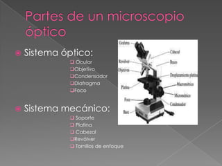 Partes de un microscopio ópticoSistema óptico:  Ocular