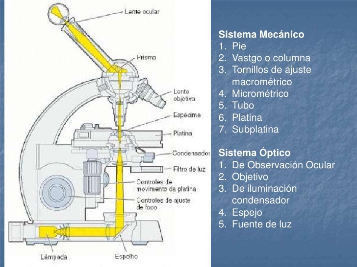 Microscopía
