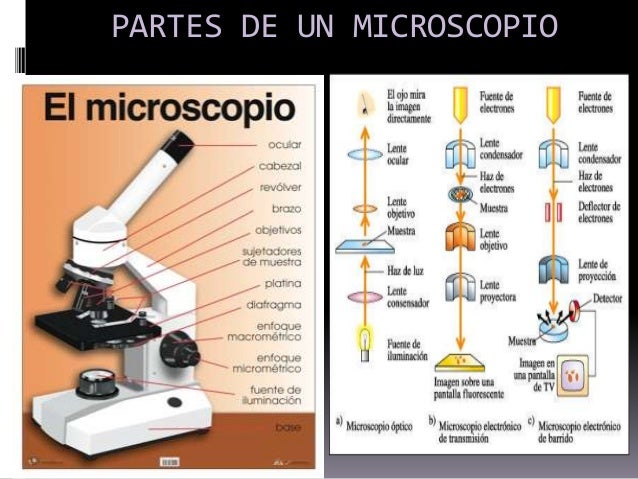 El Microscopio Es Un Ejemplo Obtenido A Través De La