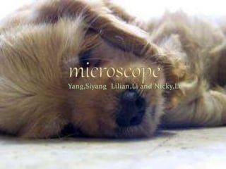 Yang,Siyang Lilian,Li and Nicky,Le