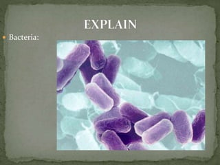  Bacteria: