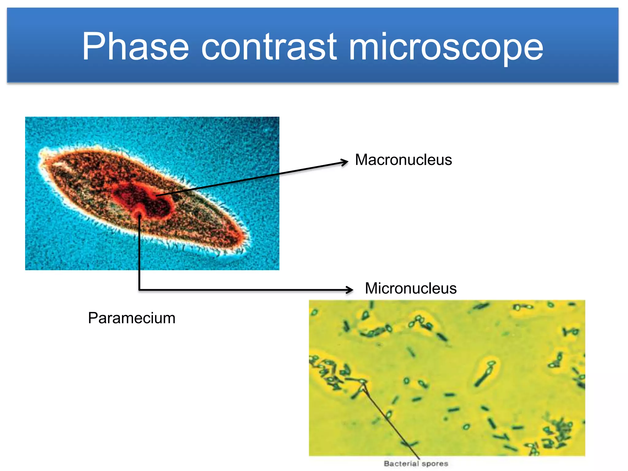 Phase contrast microscope

              Macronucleus




               Micronucleus
Paramecium
 