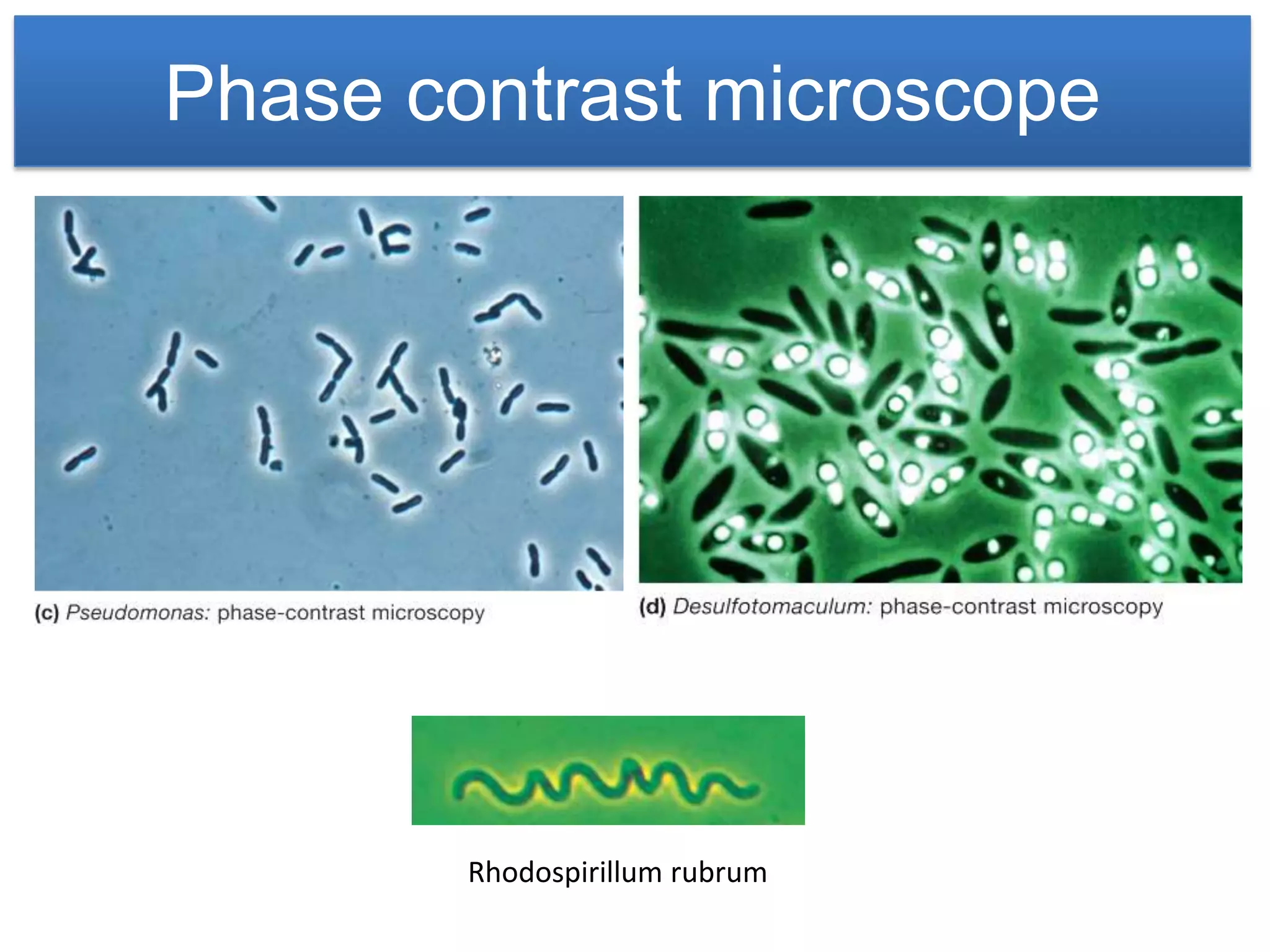 Phase contrast microscope




        Rhodospirillum rubrum
 