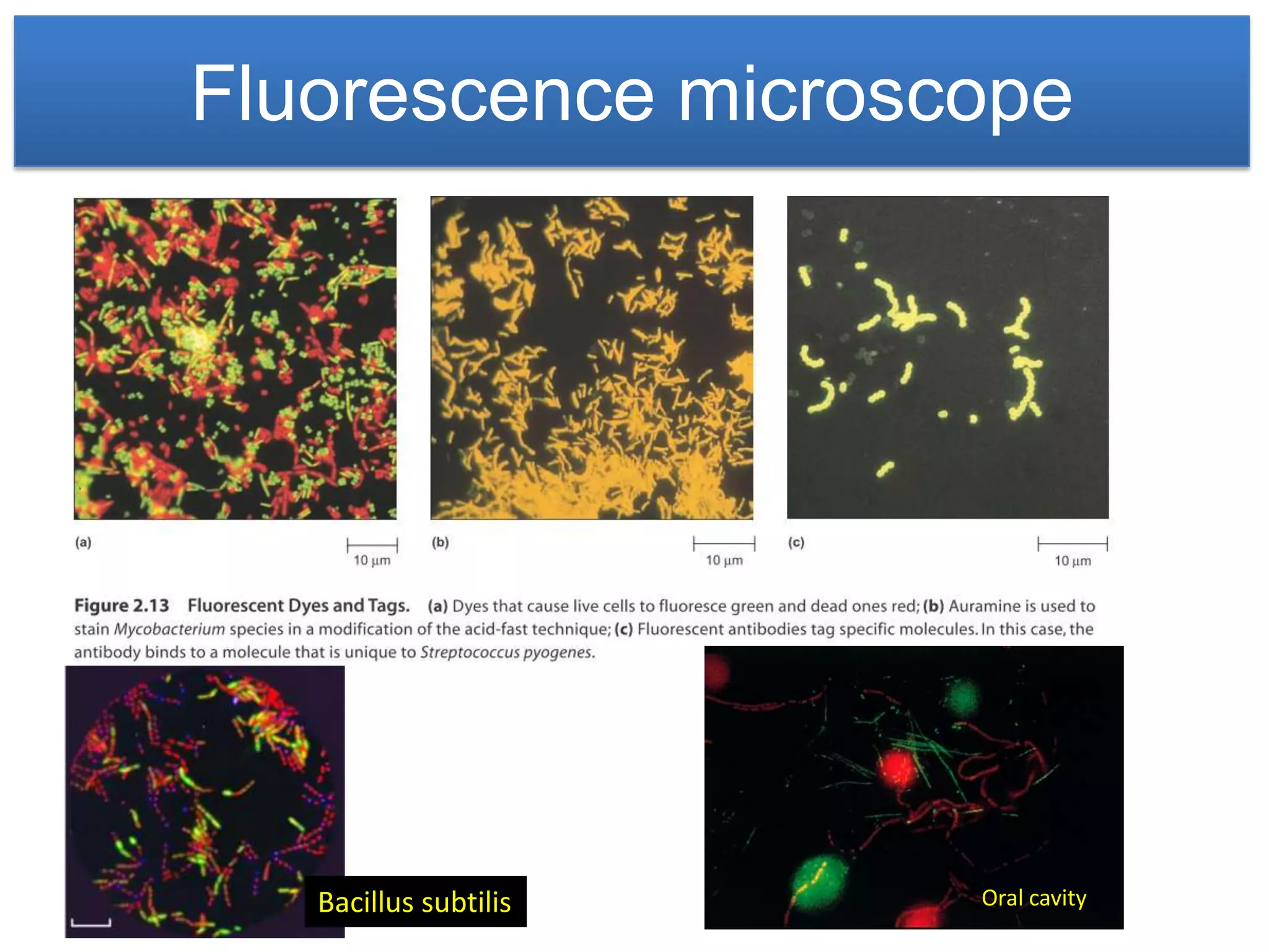 Fluorescence microscope




   Bacillus subtilis   Oral cavity
 