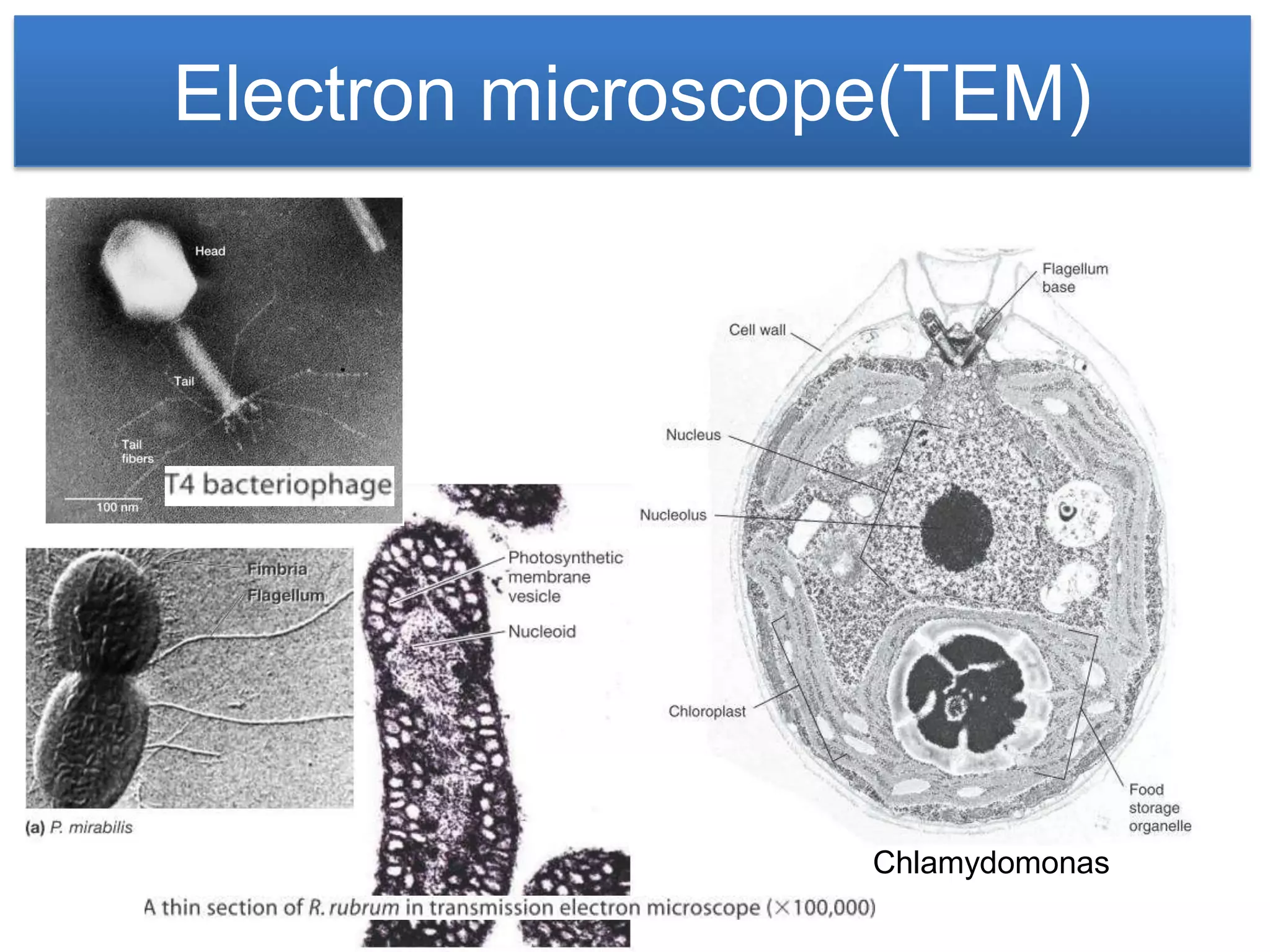 Electron microscope(TEM)




                  Chlamydomonas
 
