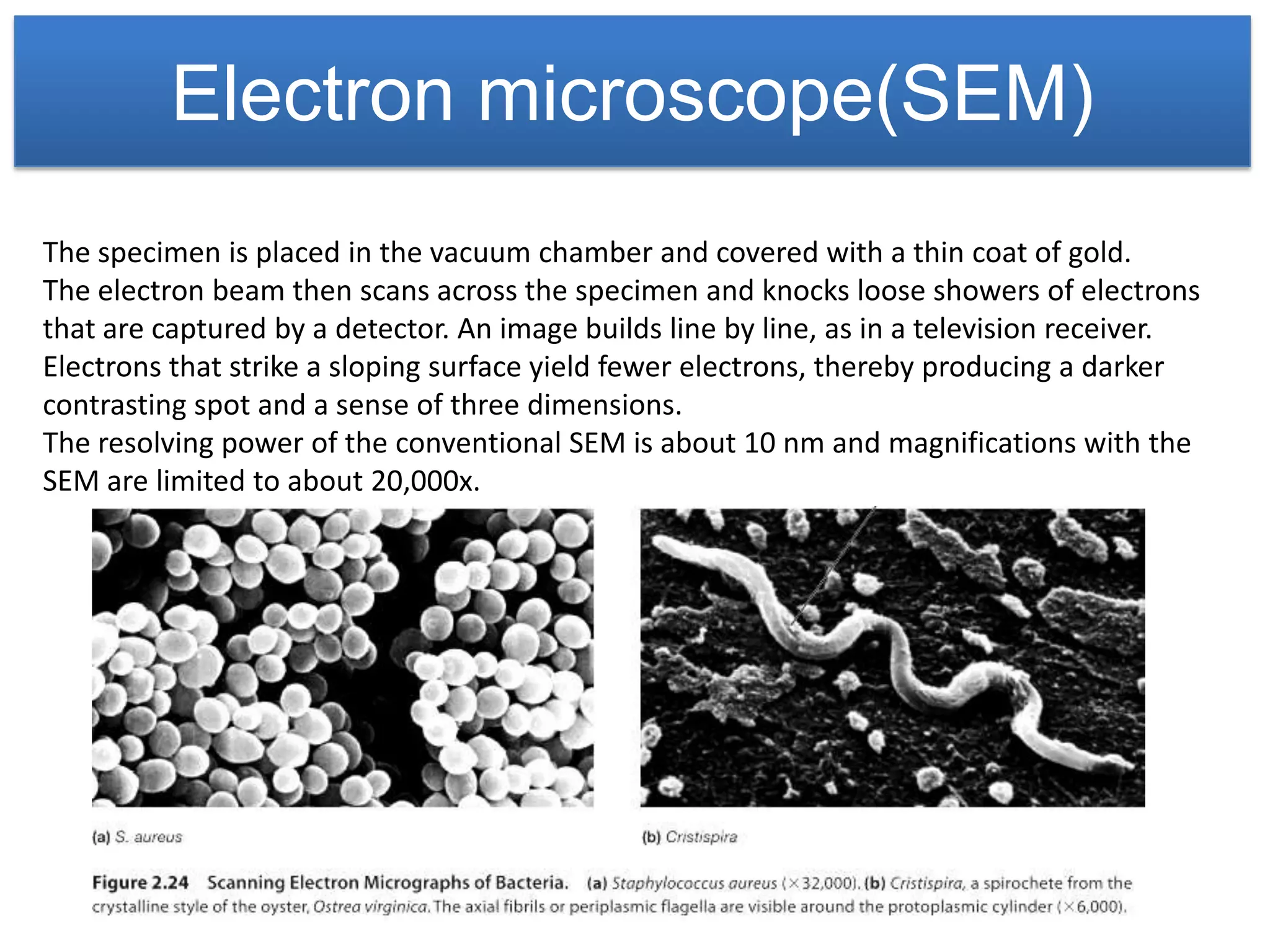 Electron microscope(SEM)
The specimen is placed in the vacuum chamber and covered with a thin coat of gold.
The electron beam then scans across the specimen and knocks loose showers of electrons
that are captured by a detector. An image builds line by line, as in a television receiver.
Electrons that strike a sloping surface yield fewer electrons, thereby producing a darker
contrasting spot and a sense of three dimensions.
The resolving power of the conventional SEM is about 10 nm and magnifications with the
SEM are limited to about 20,000x.
 