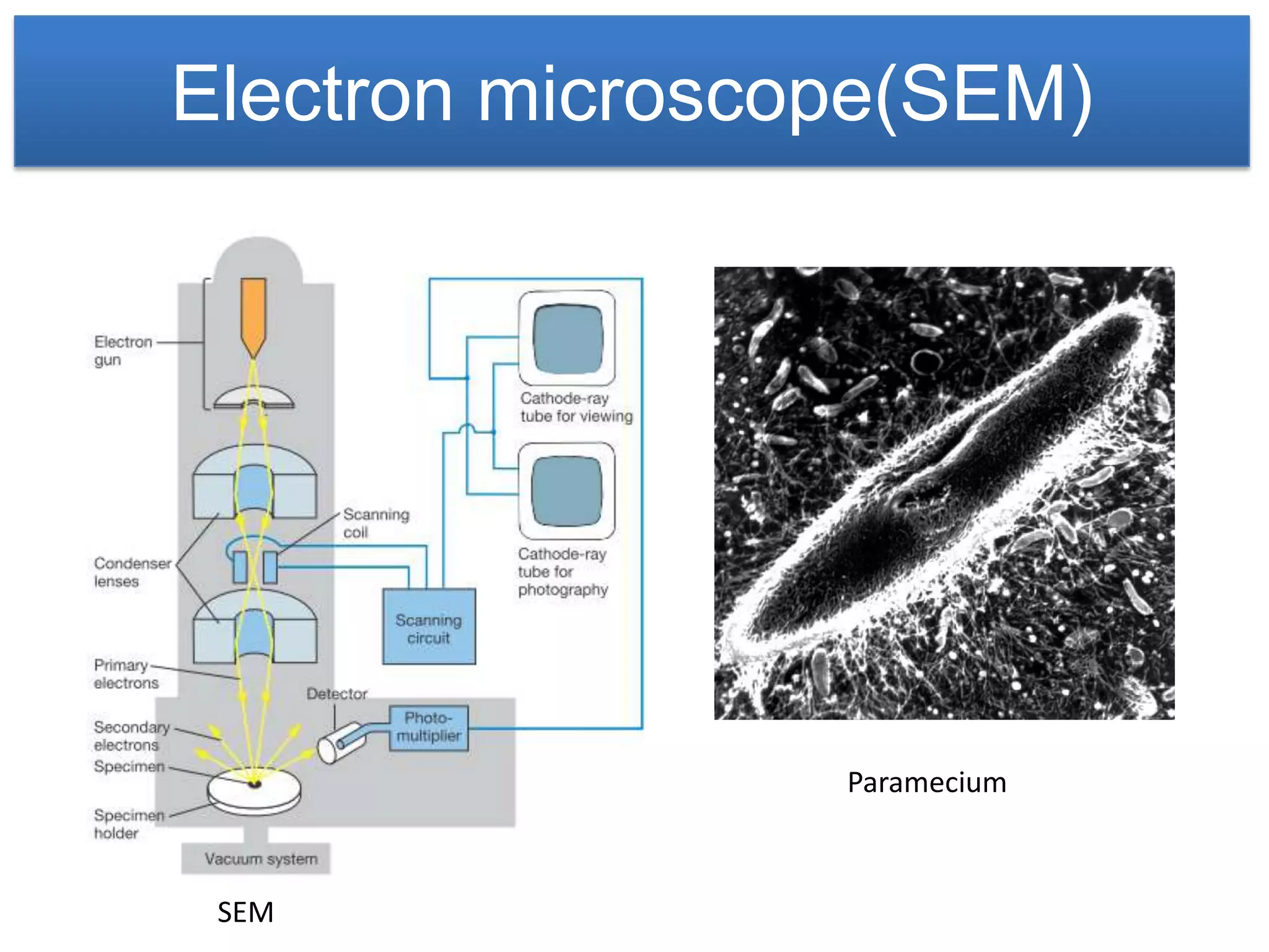 Electron microscope(SEM)




                 Paramecium



 SEM
 