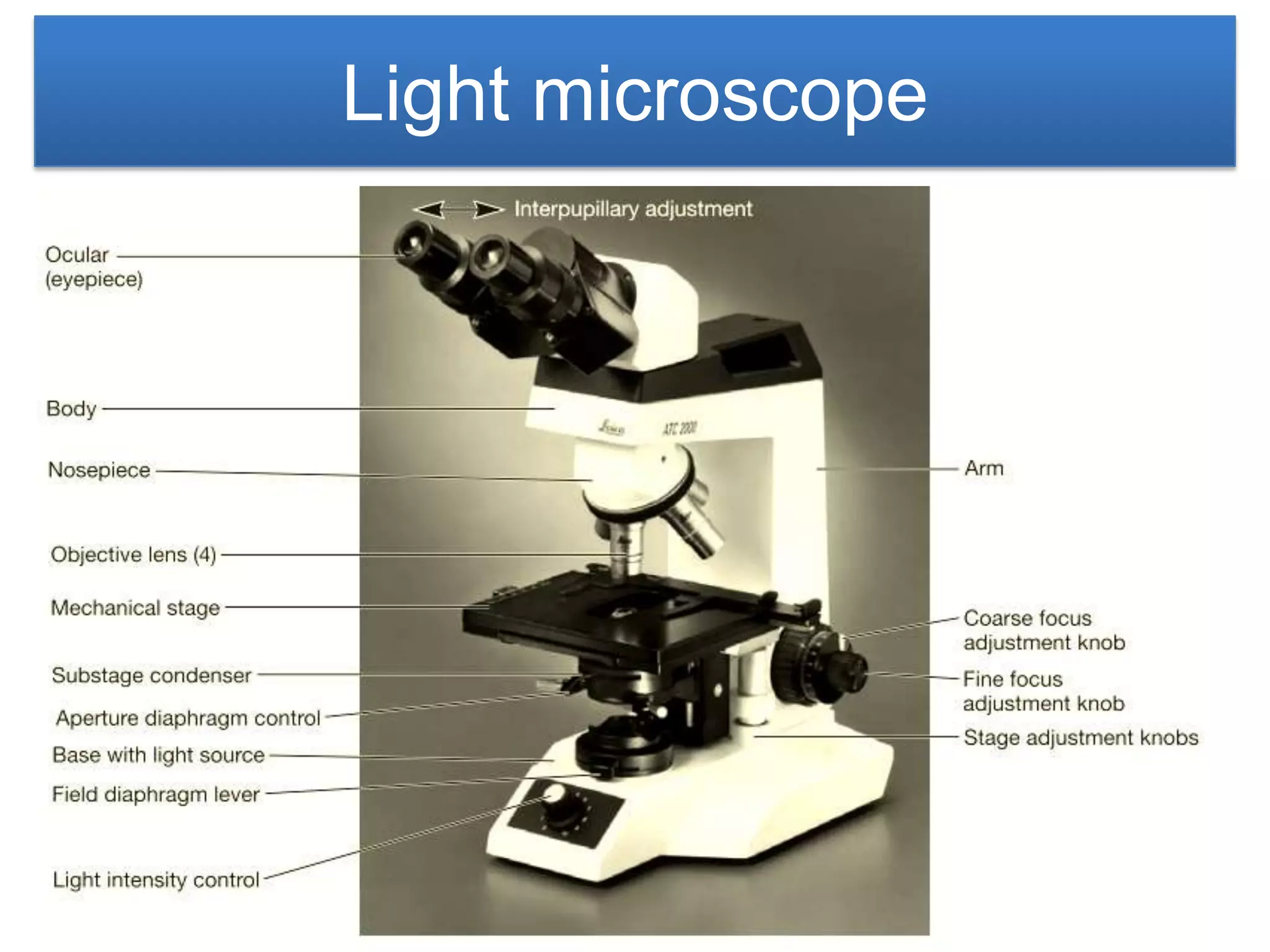 Light microscope
 