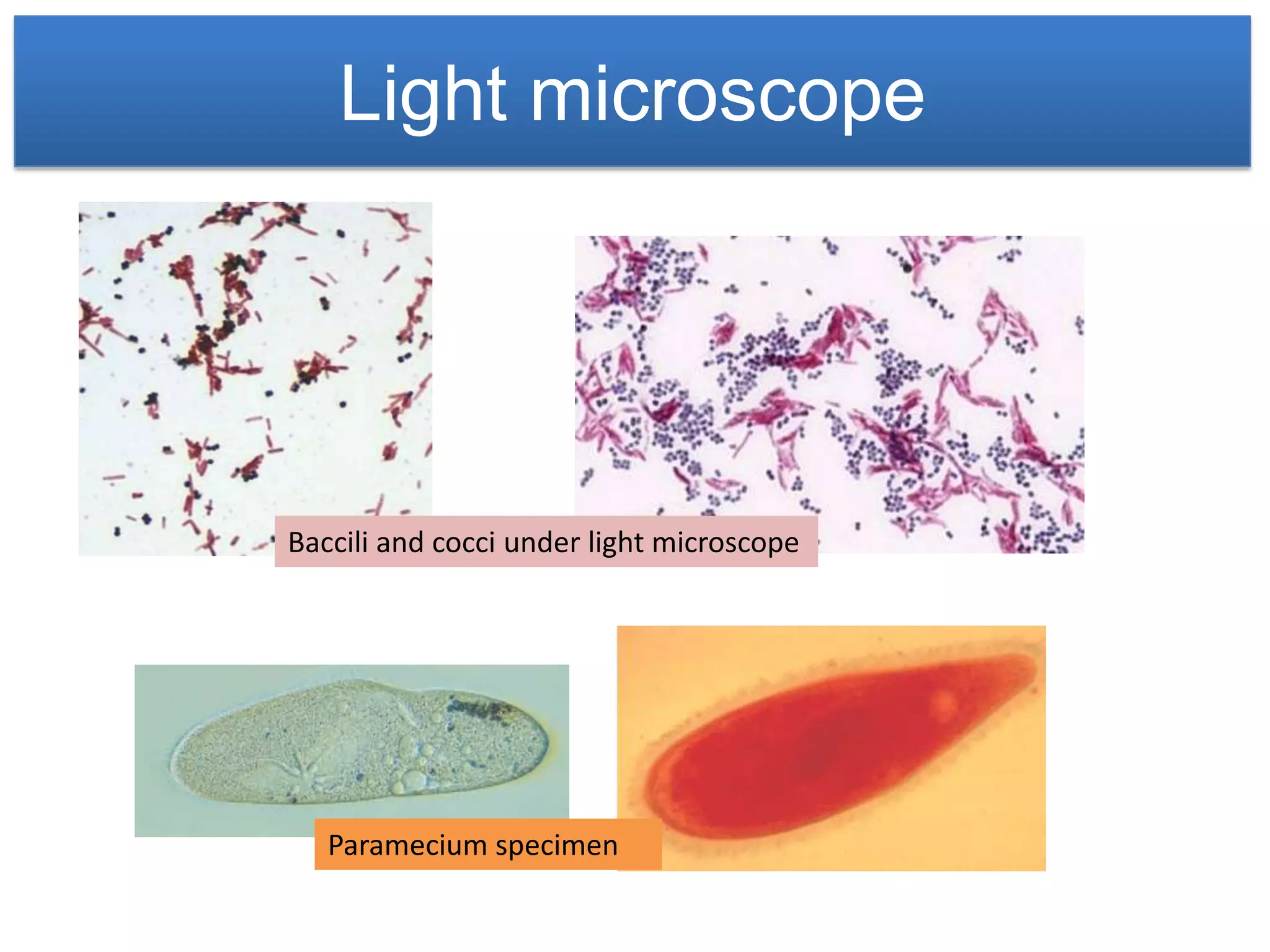 Light microscope




Baccili and cocci under light microscope




   Paramecium specimen
 