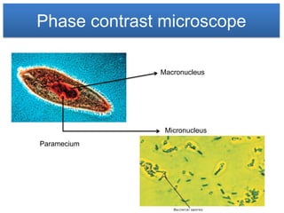 Phase contrast microscope

              Macronucleus




               Micronucleus
Paramecium
 