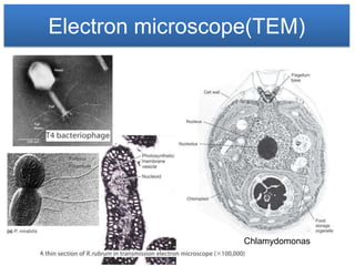 Electron microscope(TEM)




                  Chlamydomonas
 