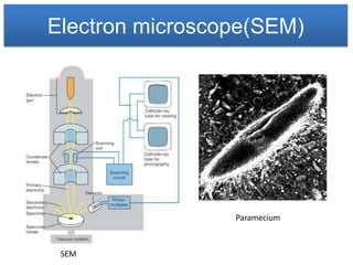 Electron microscope(SEM)




                 Paramecium



 SEM
 