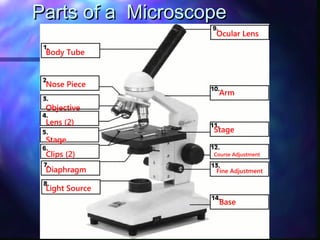 Parts of a Microscope
                   Ocular Lens

 Body Tube



 Nose Piece
                    Arm
 Objective
 Lens (2)
                   Stage
 Stage
 Clips (2)         Course Adjustment


 Diaphragm         Fine Adjustment

 Light Source
                    Base
 