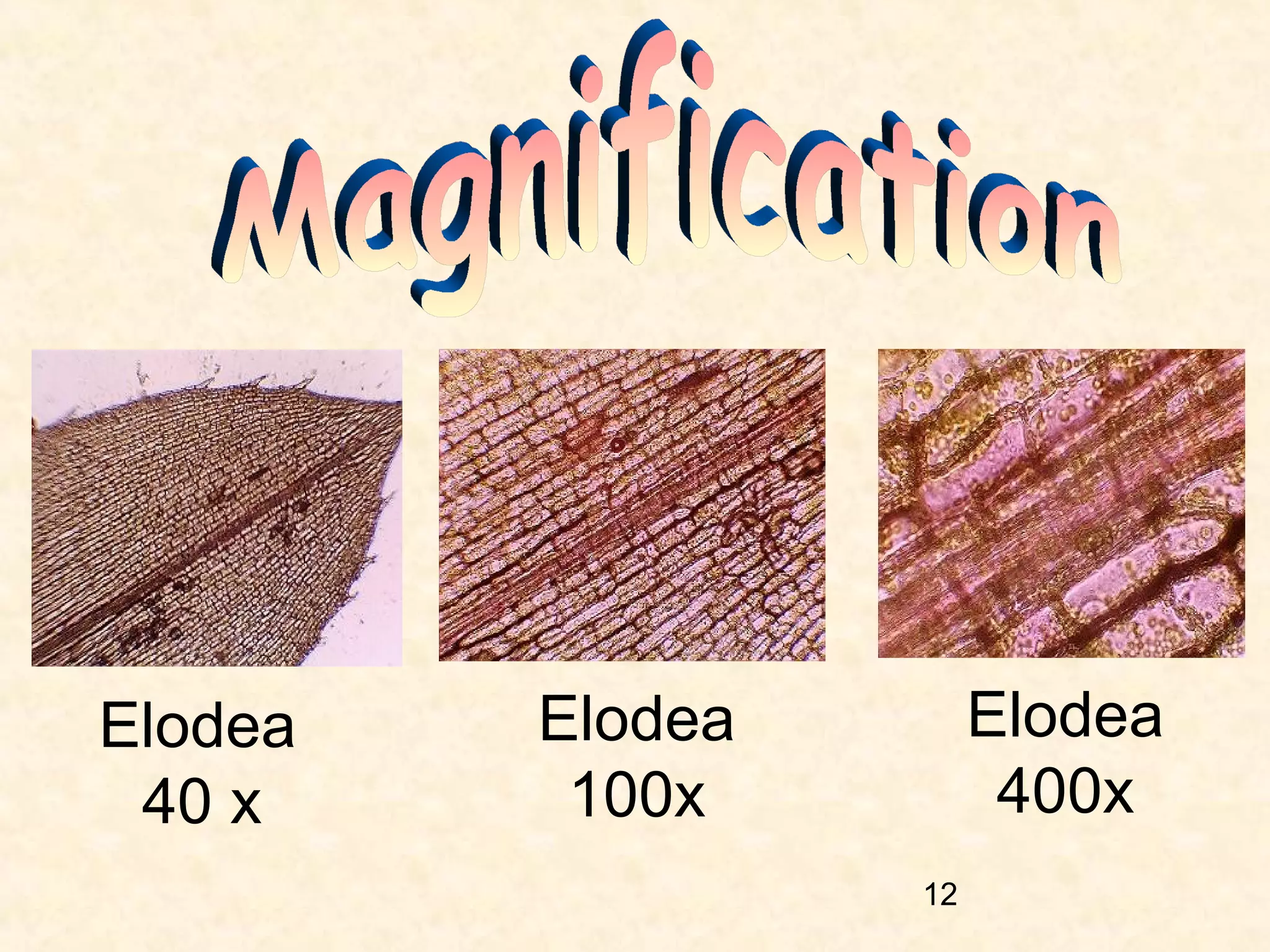 Elodea
40 x

Elodea
400x

Elodea
100x
12

 