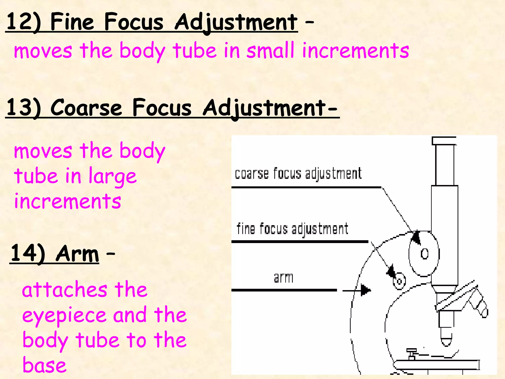 12) Fine Focus Adjustment –

moves the body tube in small increments

13) Coarse Focus Adjustmentmoves the body
tube in large
increments

14) Arm –
attaches the
eyepiece and the
body tube to the
base

8

 