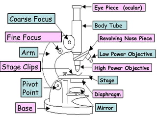 Eye Piece (ocular)

Coarse Focus
Fine Focus
Arm
Stage Clips
Pivot
Point
Base

Body Tube
Revolving Nose Piece
Low Power Objective
High Power Objective
Stage
Diaphragm
Mirror 1

 