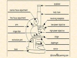 15+ Diagram Of A Microscope