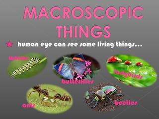 human eye can see some living things…
worms
butterflies
ladybirds
ants beetles