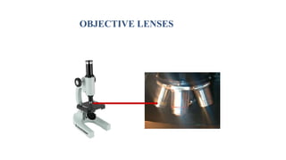 Microscope | PPTX