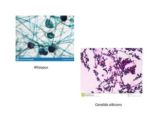 Microorganisms under Microscope | PPTX