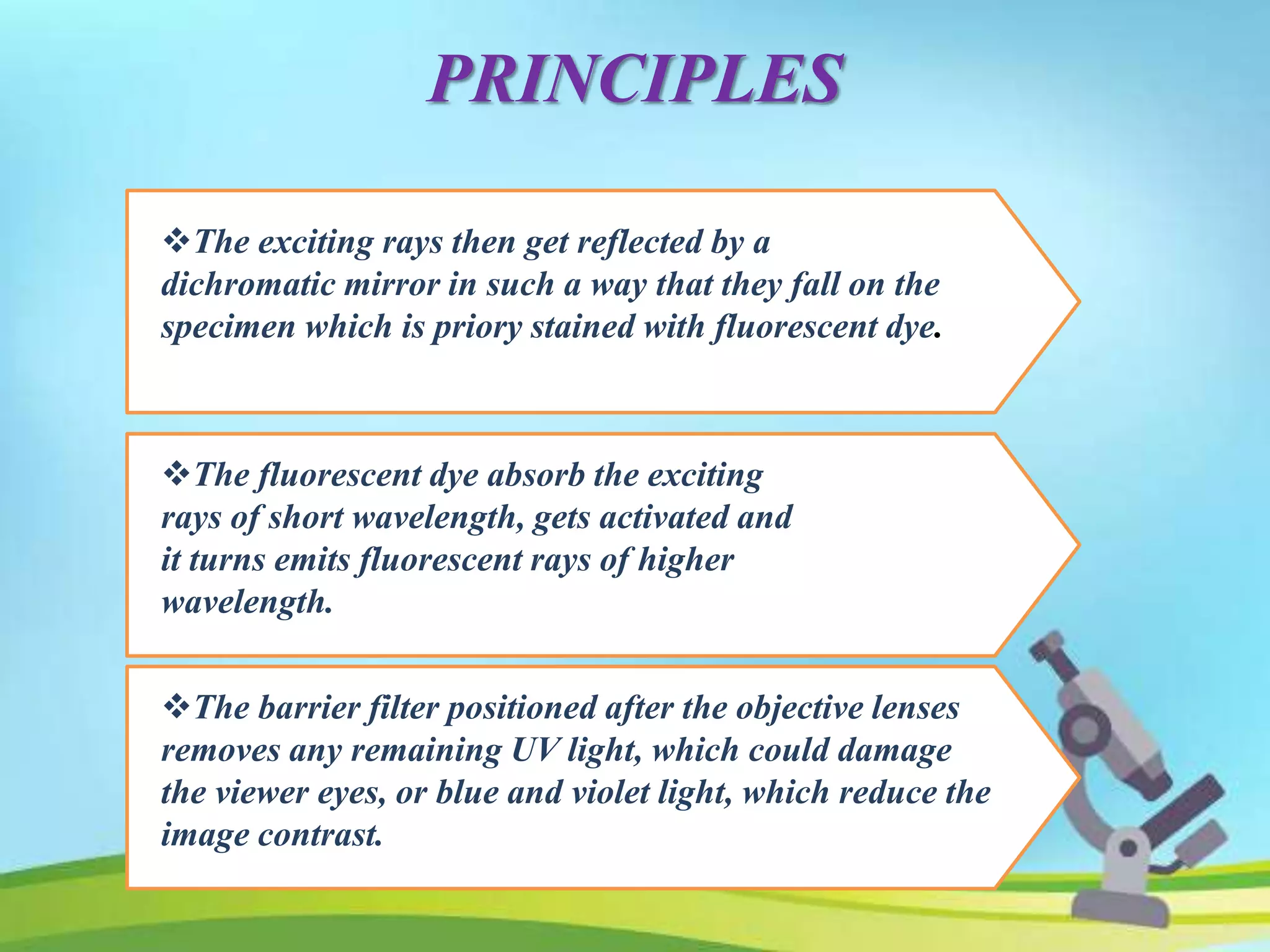 PRINCIPLES
The exciting rays then get reflected by a
dichromatic mirror in such a way that they fall on the
specimen which is priory stained with fluorescent dye.
The fluorescent dye absorb the exciting
rays of short wavelength, gets activated and
it turns emits fluorescent rays of higher
wavelength.
The barrier filter positioned after the objective lenses
removes any remaining UV light, which could damage
the viewer eyes, or blue and violet light, which reduce the
image contrast.
 
