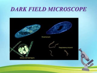 Microscope | PPTX