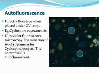 Autofluorescence
 Directly fluoresce when
placed under UV lamp.
 Eg:Cyclospora cayetanensis
 Ultraviolet fluorescence
microscopy: Examination of
stool specimens for
Cyclospora oocysts. The
oocyst wall is
autofluorescent
 