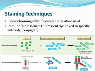 Staining Techniques
 Fluorochroming only: Fluorescent dye alone used
 Immunofluorescence: Fluorescent dye linked to specific
antibody (conjugate)
 