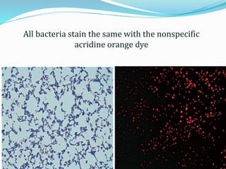 All bacteria stain the same with the nonspecific
acridine orange dye
 