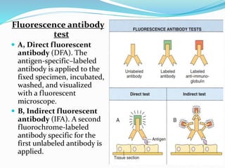 Fluorescence antibody
test
 A, Direct fluorescent
antibody (DFA). The
antigen-specific–labeled
antibody is applied to the
fixed specimen, incubated,
washed, and visualized
with a fluorescent
microscope.
 B, Indirect fluorescent
antibody (IFA). A second
fluorochrome-labeled
antibody specific for the
first unlabeled antibody is
applied.
 