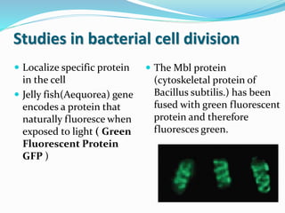Studies in bacterial cell division
 Localize specific protein
in the cell
 Jelly fish(Aequorea) gene
encodes a protein that
naturally fluoresce when
exposed to light ( Green
Fluorescent Protein
GFP )
 The Mbl protein
(cytoskeletal protein of
Bacillus subtilis.) has been
fused with green fluorescent
protein and therefore
fluoresces green.
 