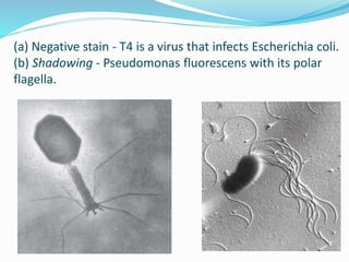 (a) Negative stain - T4 is a virus that infects Escherichia coli.
(b) Shadowing - Pseudomonas fluorescens with its polar
flagella.
 
