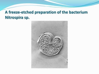 A freeze-etched preparation of the bacterium
Nitrospira sp.
 