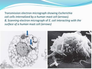 Transmission electron micrograph showing Escherichia
coli cells internalized by a human mast cell (arrows).
B, Scanning electron micrograph of E. coli interacting with the
surface of a human mast cell (arrows)
 