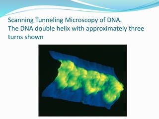 Scanning Tunneling Microscopy of DNA.
The DNA double helix with approximately three
turns shown
 